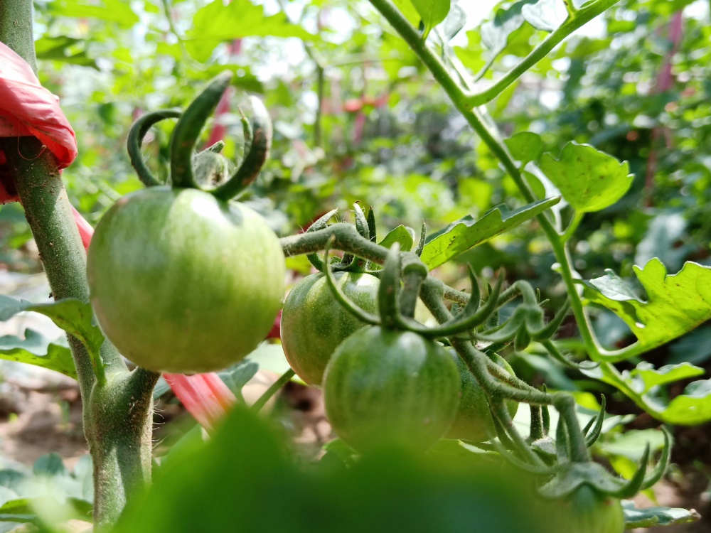 重慶葡萄基地 _菜園