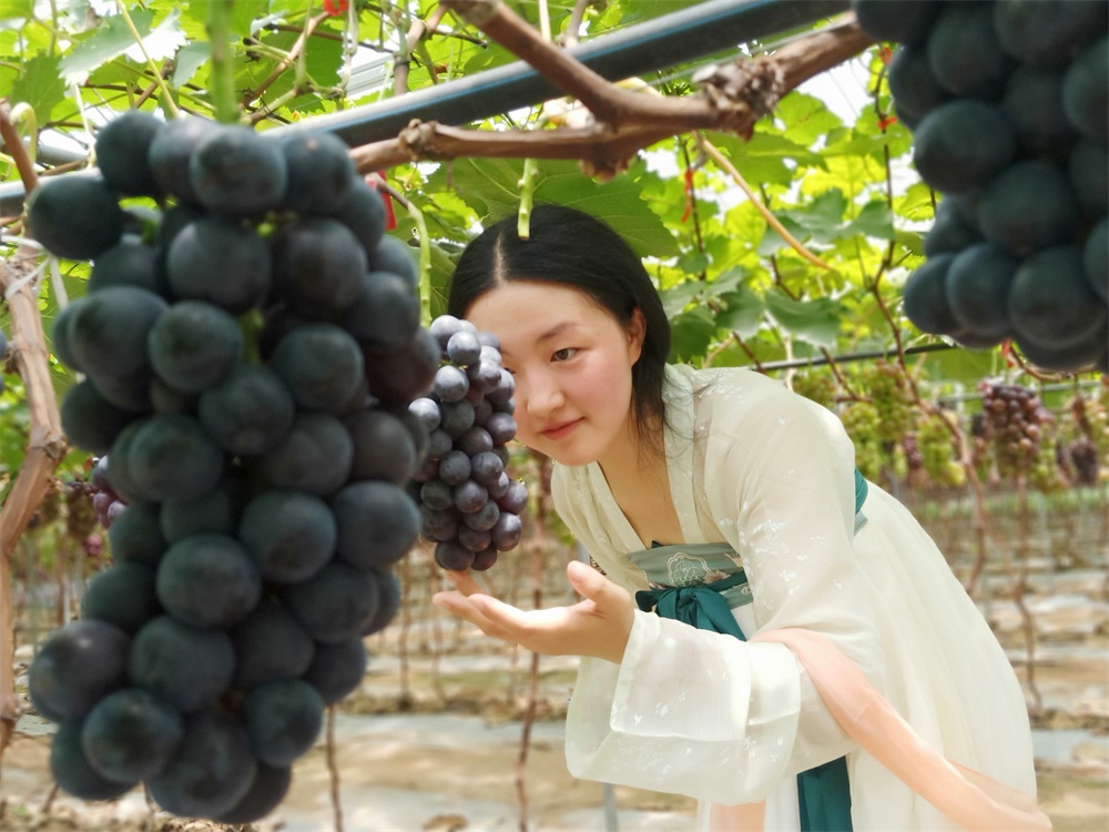 重慶葡萄采摘_蔬果采摘